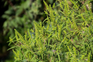 Ragweed plants (Ambrosia artemisiifolia) causing allergy