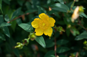 The yellow bloom of a jasmine bush.