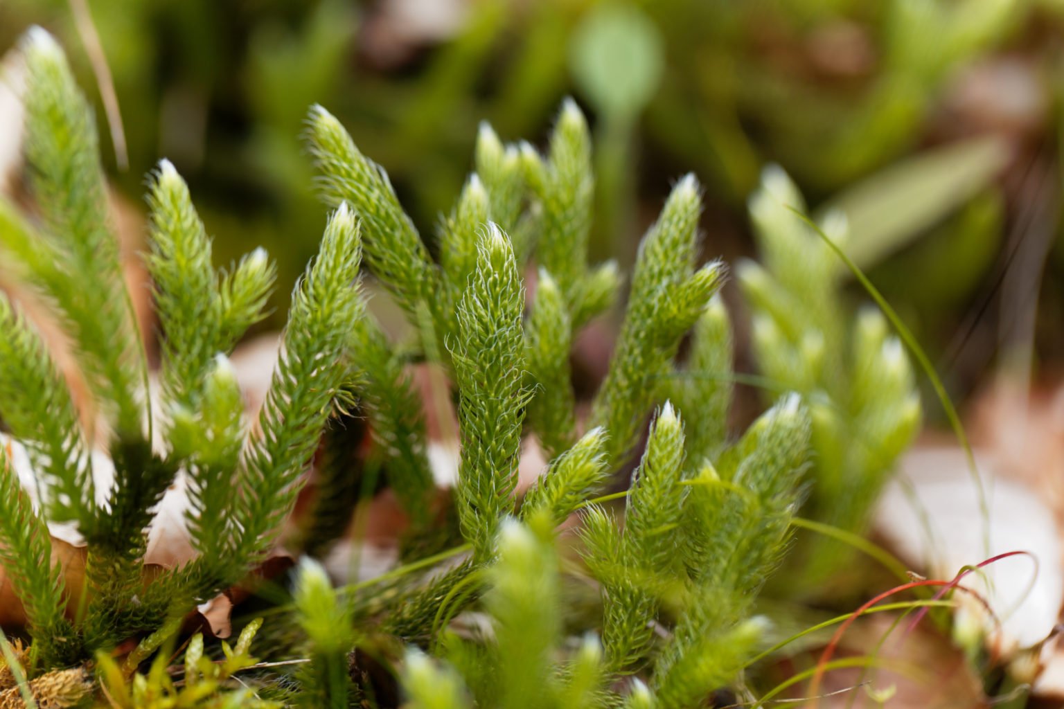 Learn About Lycopodium Earths Oldest Remedy For Bloating Boiron Usa