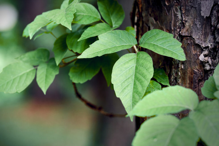 Poison Ivy: More Than Just a Nuisance | Boiron USA