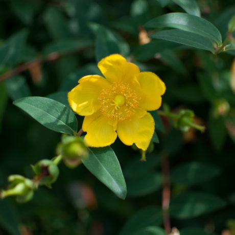 The yellow bloom of a jasmine bush.