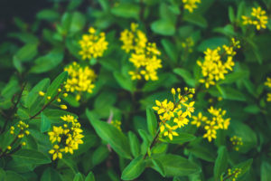 Yellow flowers with green leaves